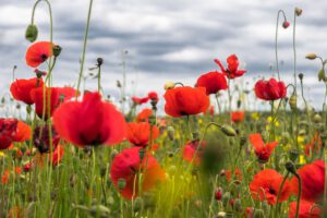 Mohnblüte auf einer Wiese